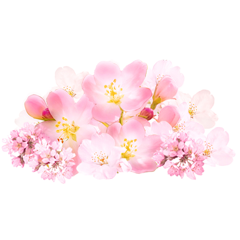 チェリーブロッサム