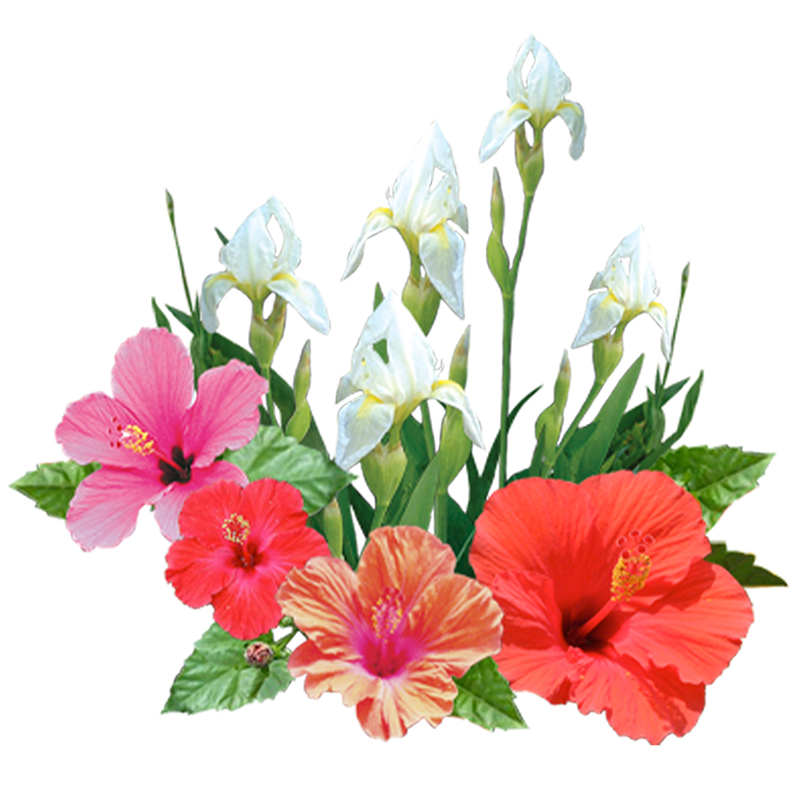 ハイビスカス&アイリス