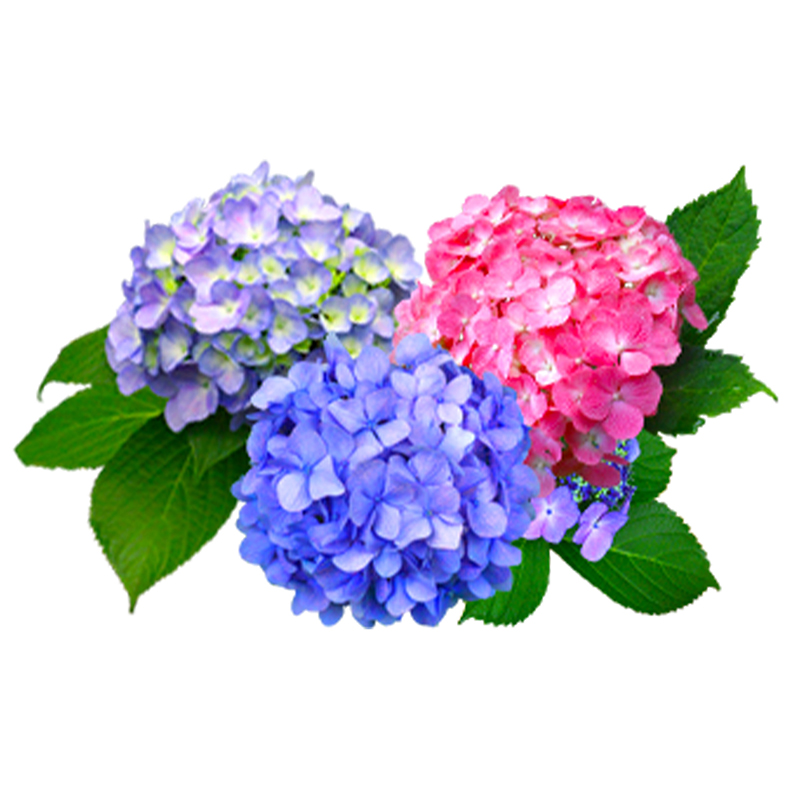 ハイドランジア