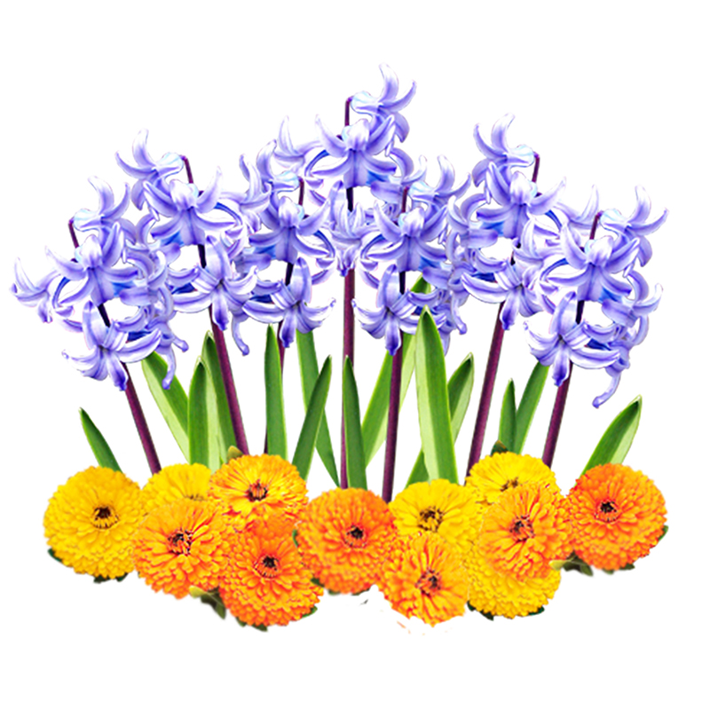 キンセンカ&ヒヤシンス