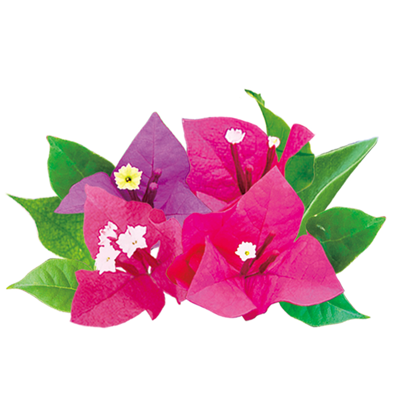 ブーゲンビリア