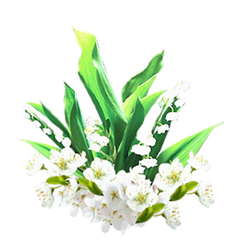 プラム&スズラン