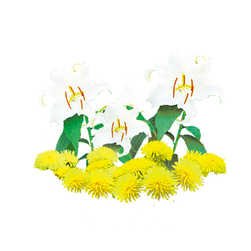 カサブランカ&ダンデライオン